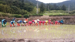 [NSP PHOTO]완도군, 세계중요농업유산 청산도 구들장 논 홍보활동 펼쳐