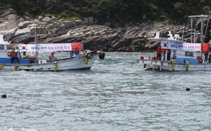 [NSP PHOTO]中시장 겨냥한 해삼, 진도군 수출 양식 시작