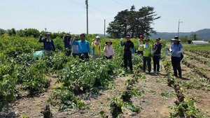 [NSP PHOTO]영덕군 주민복지과, 창수면 직원 농촌일손돕기