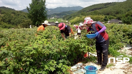 NSP통신-지난 23일 순창군 농촌개발과, 민원과, 쌍치면 직원 30여명이 쌍치면 복분자 농가에서 수확을 도왔다 (순창군)