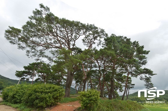 NSP통신- (순창군)