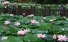 [NSP PHOTO]전주시설공단, 덕진공원 연꽃축제 준비 만전