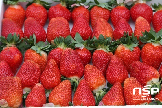 NSP통신-무주 고랭지 여름딸기 출하모습 (사진=무주군 제공)