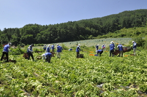 [NSP PHOTO][기업동정]삼성엔지니어링 자매마을 봉사활동…임직원들 농산물 수확