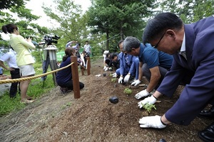 [NSP PHOTO]울릉군, 멸종위기 큰바늘꽃복원행사 개최