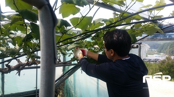 NSP통신- (남원시)