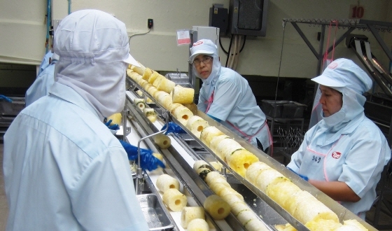 NSP통신-CJ프레시웨이가 수입하는 태국산 파인애플 통조림 가공 공장에서 생산직원들이 원료를 선별하고 있다. (CJ프레시웨이 제공)