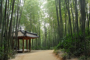 [NSP PHOTO]담양군,  죽녹원서 인문학 산책 기행 실시