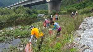 [NSP PHOTO]영양군, 하천변 자연정화활동 실시