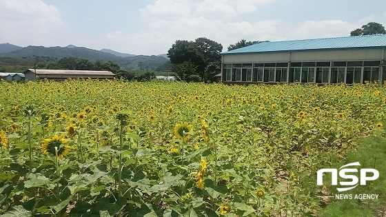 NSP통신- (순창군)