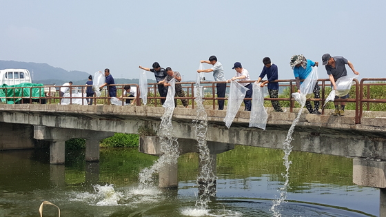 NSP통신-토산 어족 자원회복과 어가들의 소득 증대를 위해 미꾸라지 치어 20만 마리를 방류하고 있다. (익산시)