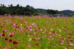 [NSP PHOTO]순천시, 순천만국가정원 가을꽃 향기 물씬