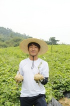 [NSP PHOTO]곡성군,  건강 식재료히카마(얌빈)를 아시나요