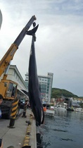 [NSP PHOTO]포항 해상서 길이 12m 참고래 죽은채 발견