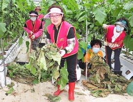 [NSP PHOTO]농협광주본부, 고향주부모임과 농촌일손 돕기 전개