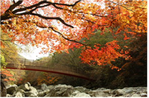 [NSP PHOTO]덕유산국립공원,  아름답게 물든 구천동계곡  단풍길
