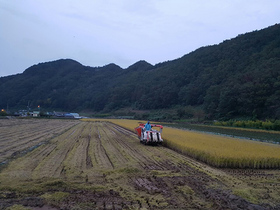 [NSP PHOTO]영덕군 달산면, 황금들녘 벼베기작업 한창