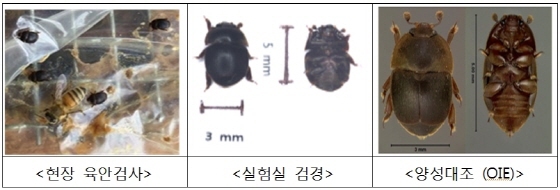 NSP통신-최근 9~10월 경남지역 일대에 작은벌집딱정벌레 출현으로 월동철을 맞아 도내 양봉농가에 꿀벌질병 주의가 요구되고 있다. (경기도청)