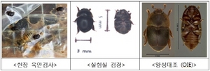 [NSP PHOTO]경기도 양봉농가 꿀벌질병 주의