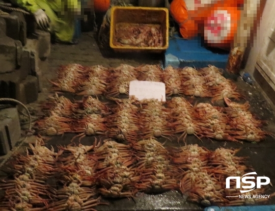 [NSP PHOTO]포항해경, 암컷대게 불법 포획 사범 검거