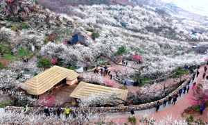 [NSP PHOTO]광양시, 내년 20회째 맞는 광양매화축제 시민 아이디어 공모