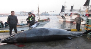[NSP PHOTO]경북 동해안서 바다의 로또 밍크고래 두마리 각 5천만원에 위판