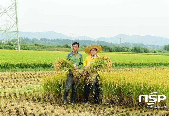 NSP통신-장성군이 지난 해 가진 수출용 조생종벼 수확 시연회. (장성군)