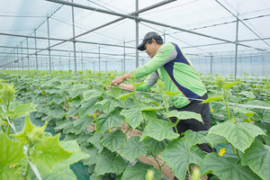 [NSP PHOTO]고흥군, 고령화 대응 맞춤형 청년 창업농장 집중 육성