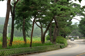 [NSP PHOTO]수원시, 경기도지방기념물 노송 지대 복원