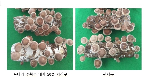 NSP통신-표고버섯 재배 과정에서 톱밥의 20%를 느타리 수확 후 폐기하는 배지로 대체해도 재배되는 버섯의 수량이 거의 같은 것으로 나타났다. (경기도청)