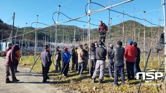 NSP통신-장성군이 실시하고 있는 과수 전정기술교육. (장성군)