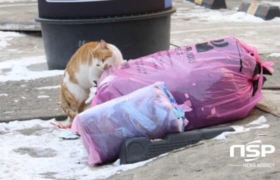 NSP통신-덩치가 큰 고양이가 쓰레기를 물어 뜯고 있다. (조현철 기자)