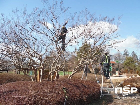 NSP통신-나주시 수목 전정작업. (나주시)