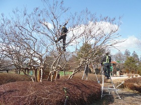 [NSP PHOTO]나주시, 건강한 공원·녹지 수목관리 등 녹색도시 건설 구슬땀