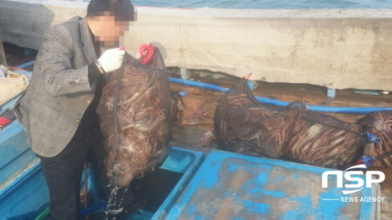 [NSP PHOTO]포항해경, 불법 대게조업 근절 총력