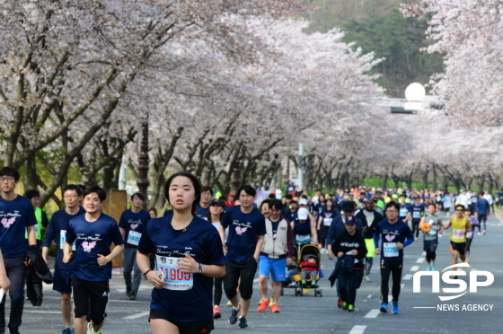 NSP통신-제25회 경주 벚꽃 마라톤대회 참가선수들이 경감로 벚꽃속을 질주하고 있다. (경주시)