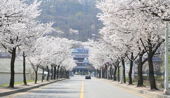 NSP통신-의왕시청 벚꽃축제 자료사진. (의왕시)