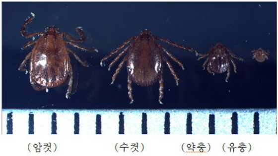 NSP통신-작은소피참 진드기 모습. (오산시)