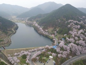 [NSP PHOTO]나주시, 오는 4월7일 예정 제9회 한수제 벚꽃한마당축제 취소