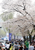[NSP PHOTO]경기도 봄꽃 축제로 연인·가족추억 고스란히 담아