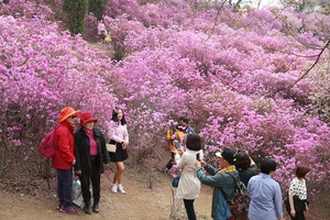 [NSP PHOTO]부천시, 3대 봄꽃축제 서막 알려