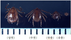 [NSP PHOTO]오산시보건소, 봄 철 진드기 감염 주의