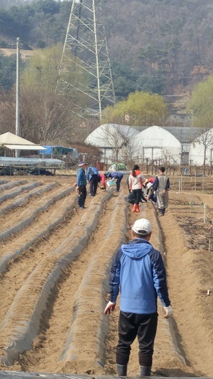 NSP통신-의왕시 청계동 통장협의회가 감자심기 행사를 하고 있다. (의왕시)