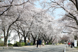 [NSP PHOTO]벚꽃이 만개한 영남대학교