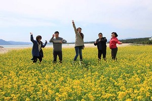 [NSP PHOTO]영덕군 고래불해수욕장, 유채꽃 노란 물결 넘실