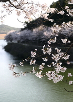 [NSP PHOTO]숨은 비경 함평군 신광면 동정저수지 벚꽃길 만개