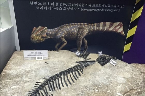 NSP통신-한국 최초의 뿔공룡 코리아케라톱스 화석 모습. (화성시)