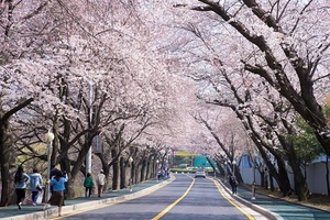 [NSP PHOTO]군산시, 은파호수공원 손님 맞이 총력