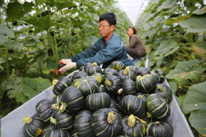 [NSP PHOTO]해남 밤호박, 6차 산업 네트워크 공모사업 선정