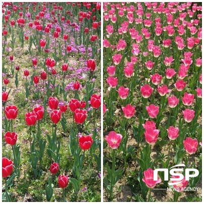 NSP통신-만개한 튤립 꽃 모습. (박생규 기자)